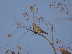 Streptopelia vinacea