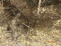 Ptilopachus petrosus