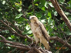 Buteo auguralis