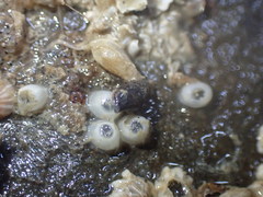 Austromitra rubiginosa image