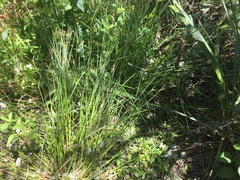 Juncus fockei