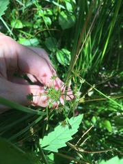 Juncus fockei