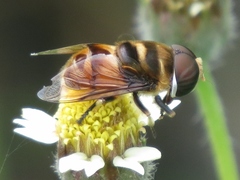Phytomia