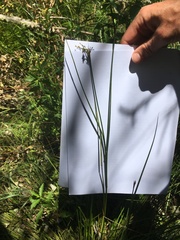 Juncus fockei