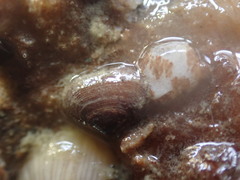 Borniola reniformis