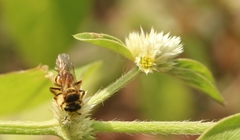 Lipotriches ceratina