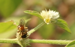 Lipotriches ceratina