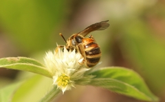 Lipotriches ceratina