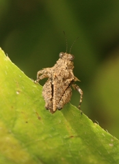 Thoradonta bengalensis