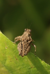 Thoradonta bengalensis