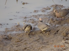 Streptopelia vinacea
