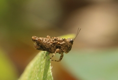 Thoradonta bengalensis