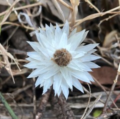 Helichrysum leucopsideum