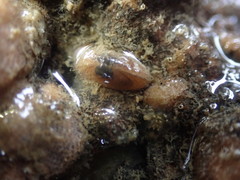 Borniola reniformis