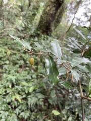 Elaeagnus formosana