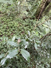 Elaeagnus formosana
