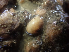 Borniola reniformis
