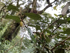 Elaeagnus formosana