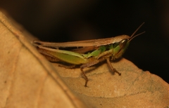 Spathosternum prasiniferum