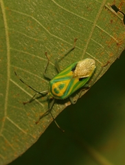 Urolabida