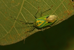 Urolabida