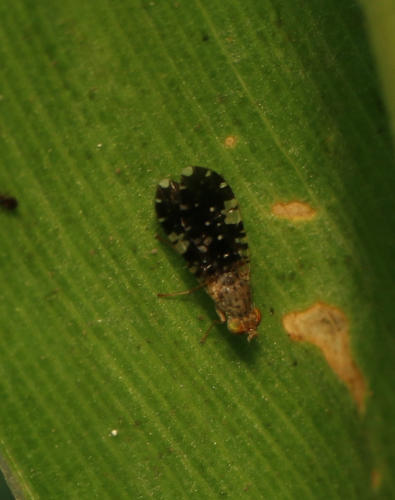 Platensina zodiacalis
