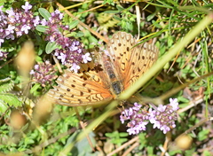 Argynnis adippe