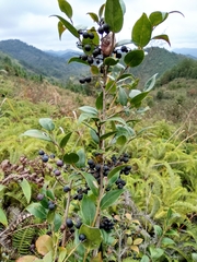 Vaccinium bracteatum