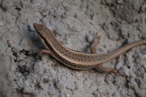Tree skink
