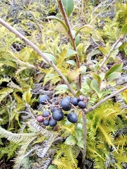 Vaccinium bracteatum