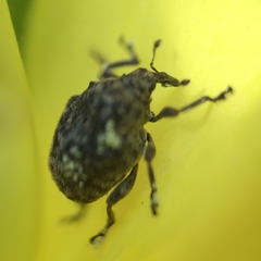 Acanthoscelidius acephalus