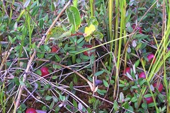 Salix fuscescens