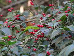 Ilex pubescens
