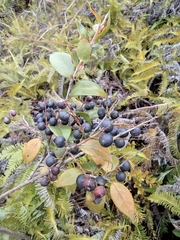 Vaccinium bracteatum