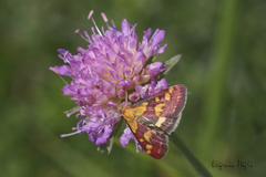 Pyrausta aurata