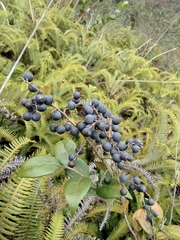 Vaccinium bracteatum