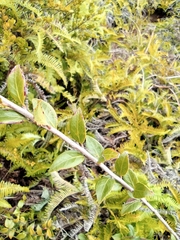 Vaccinium bracteatum