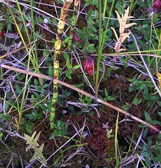 Scutellaria yezoensis