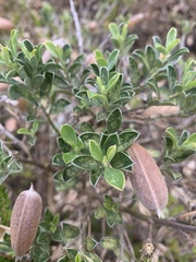 Podalyria myrtillifolia