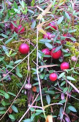 Scutellaria yezoensis