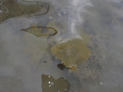 Aeodes nitidissima