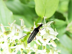 Oedemera annulata