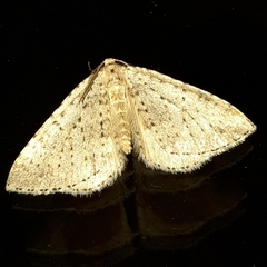 Colostygia multistrigaria