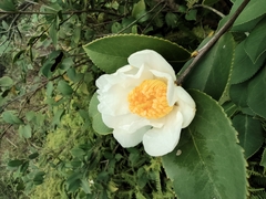 Camellia oleifera