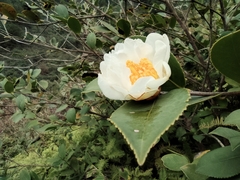 Camellia oleifera