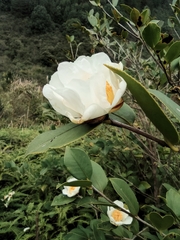 Camellia oleifera
