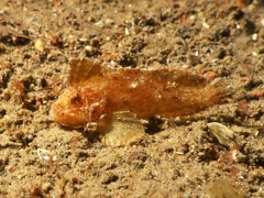 Ablabys macracanthus