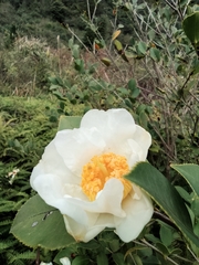 Camellia oleifera