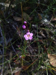 Euryomyrtus ramosissima ramosissima