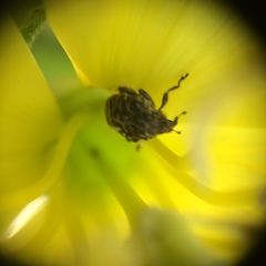 Acanthoscelidius acephalus